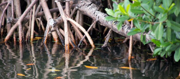 Foret de mangrove