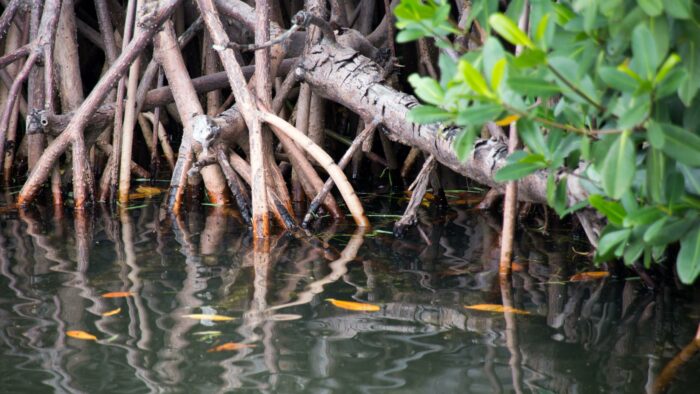 Foret de mangrove